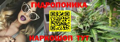 крисы Кингисепп